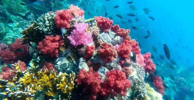 Koh Lipe: Longtail Boat Snorkeling Trip With Lunch - Frequently Asked Questions