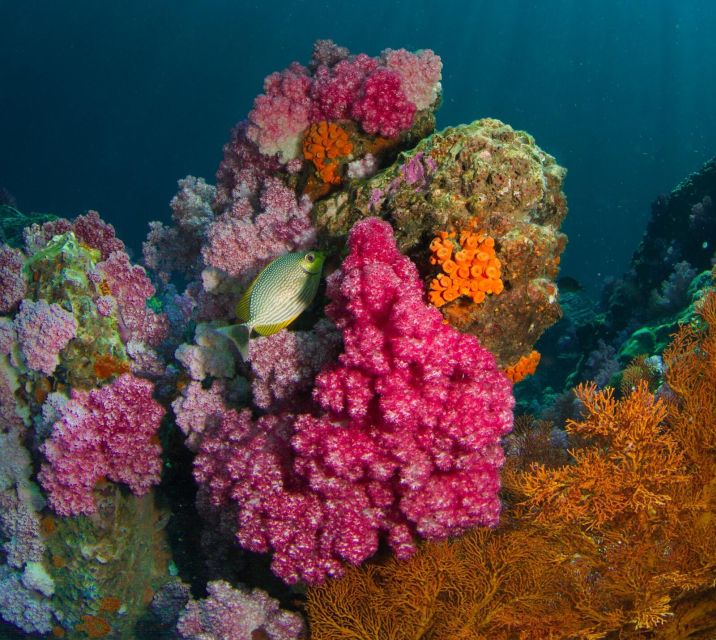 Koh Lipe: Private Snorkeling and Sunset Long Tail Boat Tour - Frequently Asked Questions