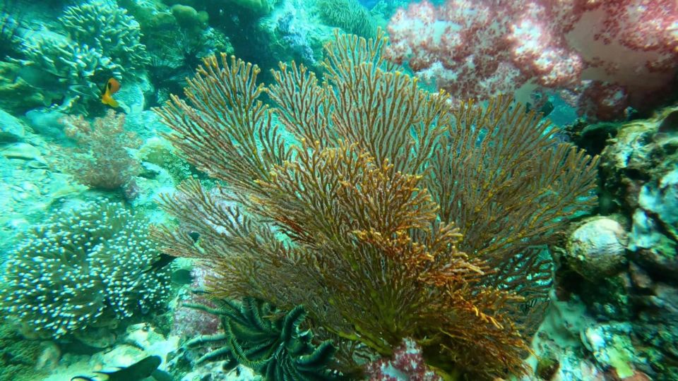 Koh Lipe Snorkeling Program 2 Private Boat Lunch Included - Key Points