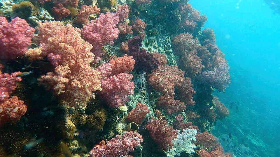 Koh Lipe Snorkeling Program 2 Private Boat Lunch Included - Overview and Pricing