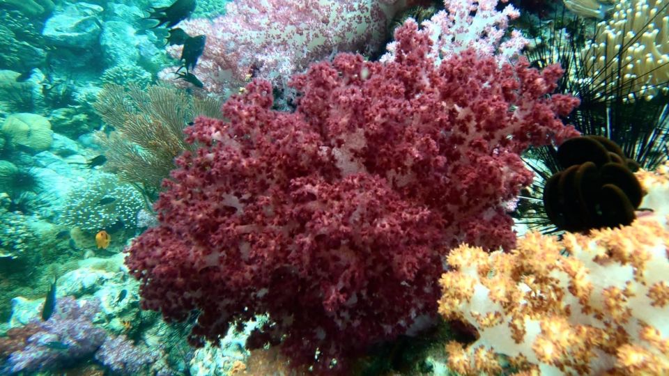 Koh Lipe Snorkeling Program 2 Private Boat Lunch Included - Inclusions