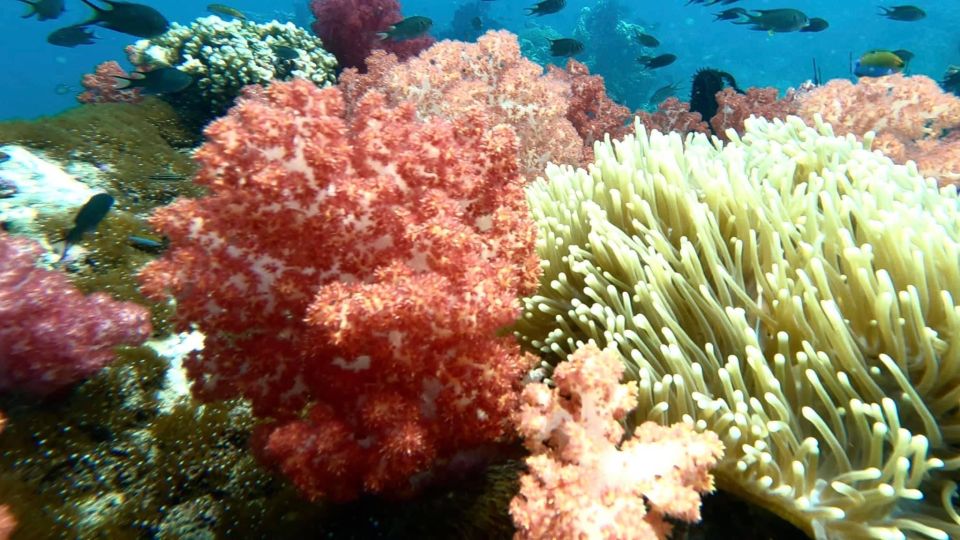 Koh Lipe Snorkeling Program 2 Private Boat Lunch Included - Booking Information