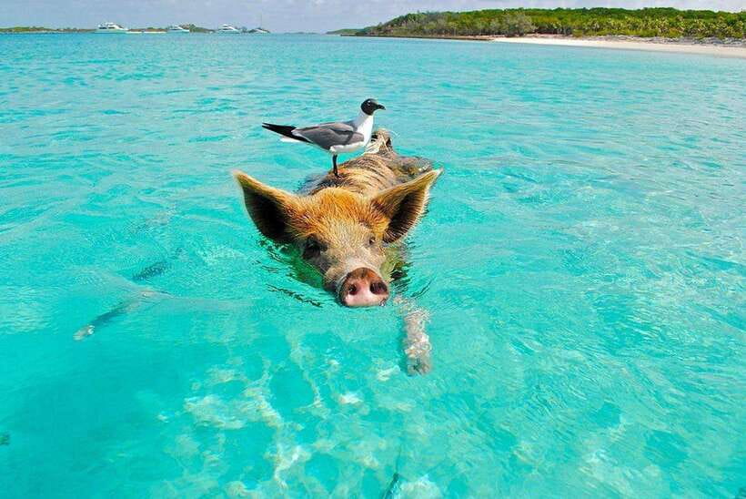 Koh Madsum, Koh Tan & Koh Rap: Private Tour by Speedboat - Important Information