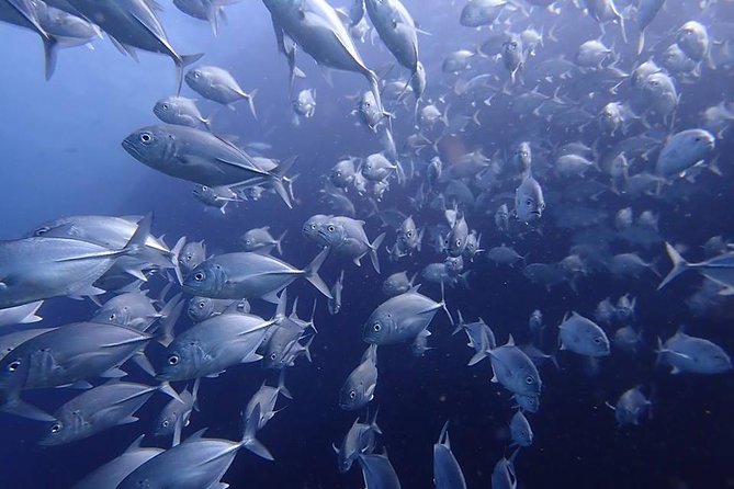 Koh Samui 2-Dive Trip to Sail Rock for Certified Divers - Restrictions and Considerations