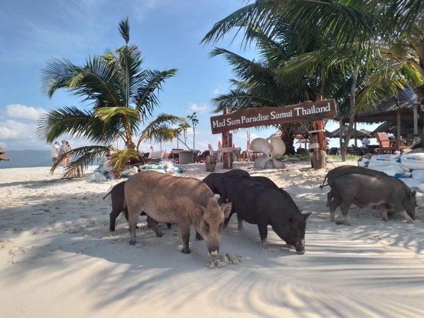 Koh Samui: Coral & Pig Island Longtail Boat Small-Group Tour - Tour Duration
