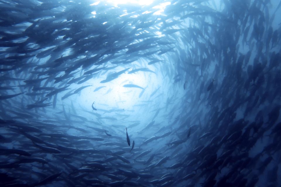 Koh Samui: Day Trip Diving at Sail Rock - Key Points
