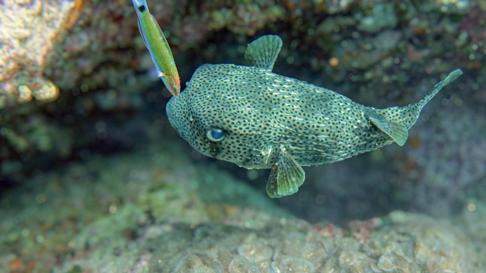 Koh Samui: Day Trip Diving at Sail Rock - Inclusions and Amenities