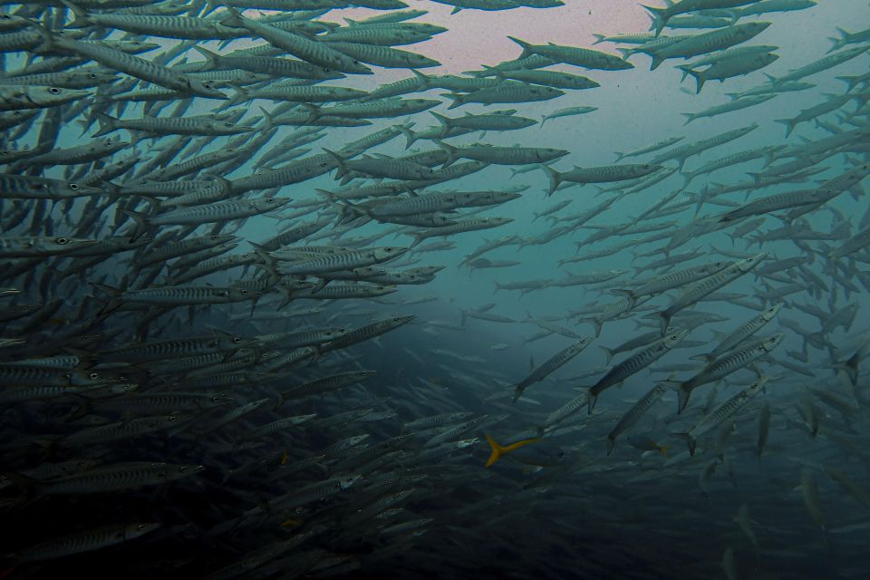 Koh Samui: Day Trip Diving at Sail Rock - Exploring the Underwater Pinnacle