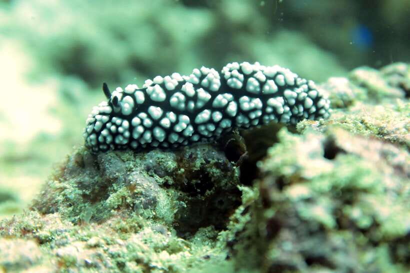 Koh Samui: Discover Scuba Diving - Frequently Asked Questions