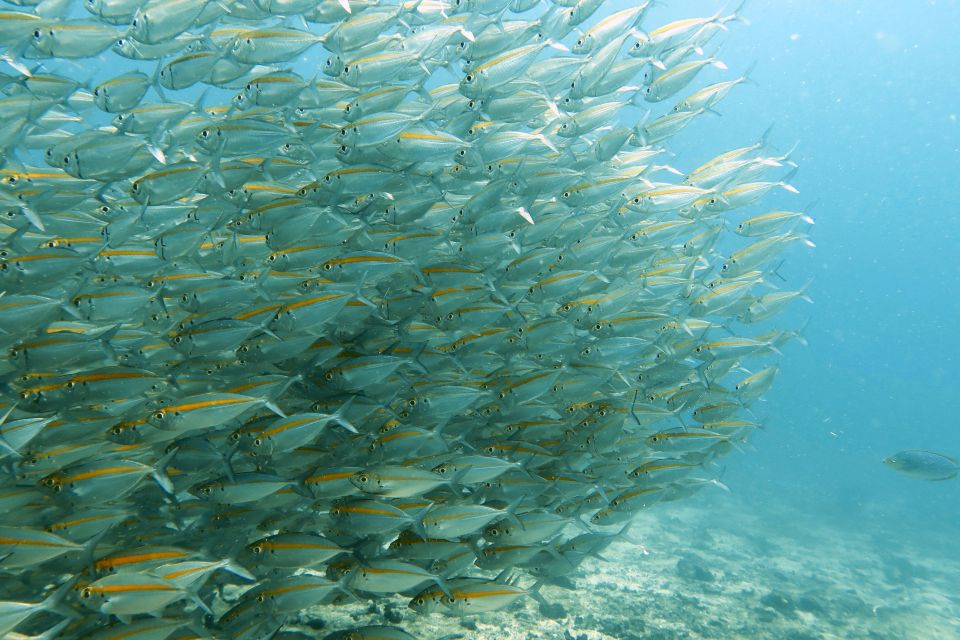 Koh Samui: Discover Scuba Diving - Key Points