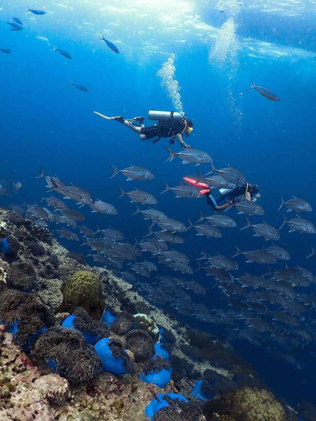 Koh Samui: Discovery Dive to Koh Tao or Sail Rock - Overview and Pricing