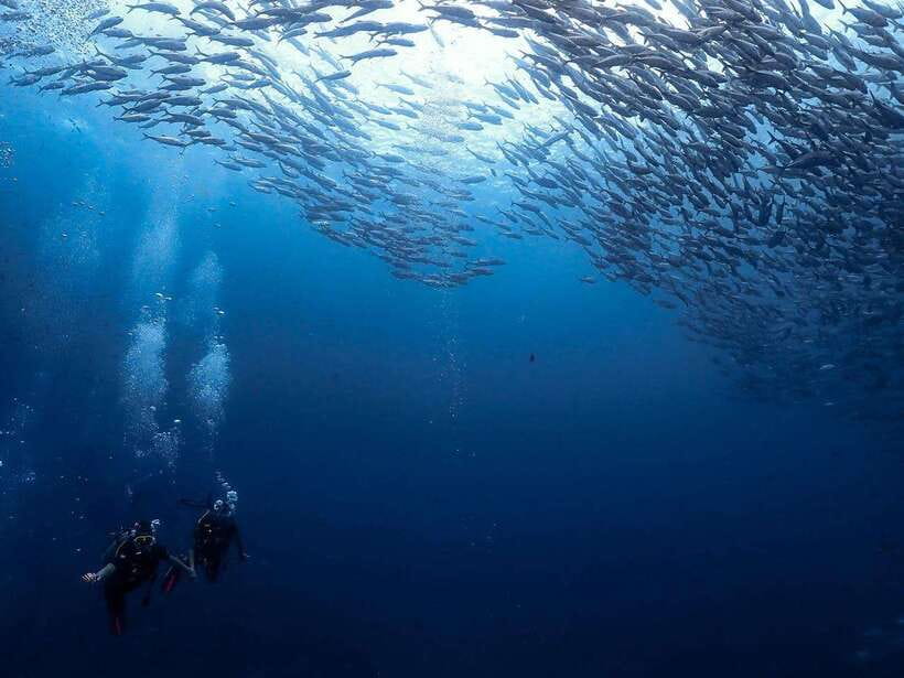 Koh Samui: Dive Tour Chumphon Pinnacles - The Chumphon Pinnacles Dive Site