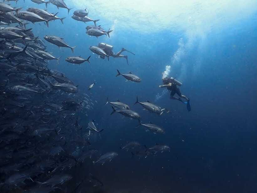 Koh Samui: Dive Tour Chumphon Pinnacles - Cancellation and Refund Policy