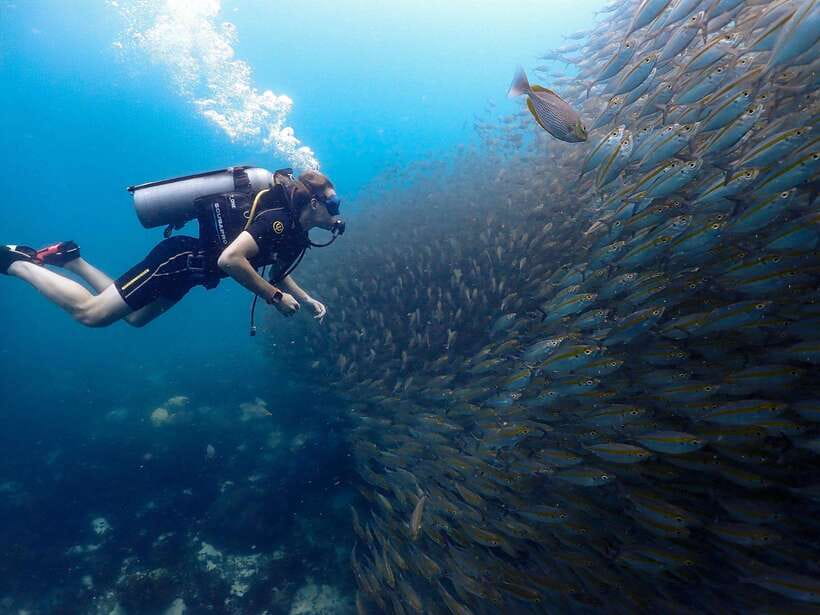 Koh Samui: Dive Tour to Koh Tao - Key Points