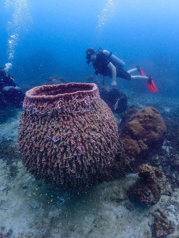Koh Samui: Dive Tour to Koh Tao - Diving Experience