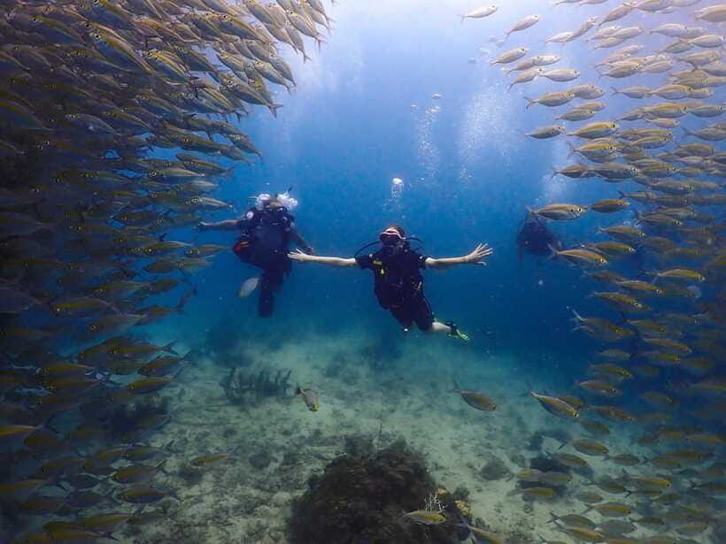 Koh Samui: Dive Tour to Koh Tao - Dive Site Highlights