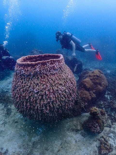 Koh Samui: Dive Tour to Koh Tao - Frequently Asked Questions