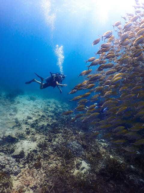 Koh Samui: Dive Tour to Sail Rock - Customer Reviews