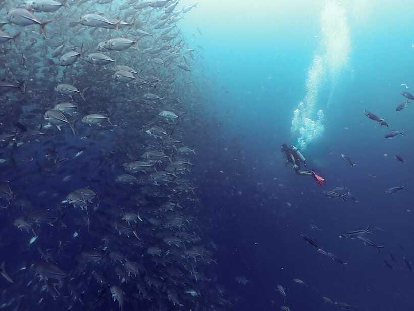 Koh Samui: Dive Tour to Sail Rock - Frequently Asked Questions