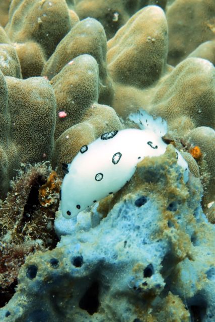 Koh Samui: Dive Trip Experience in Koh Tao - Boat Trip to Koh Tao