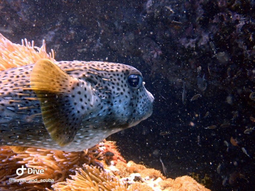 Koh Samui: Dive Trip Experience in Koh Tao - First Dive Session
