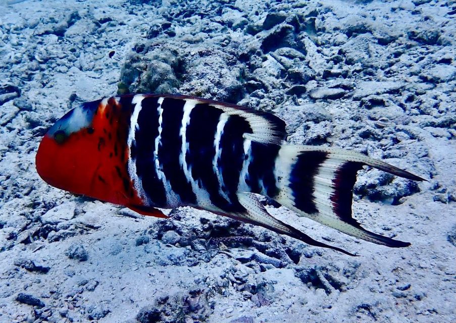 Koh Samui: Dive Trip Experience in Koh Tao - Return to Koh Samui