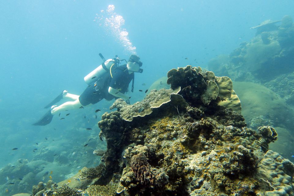 Koh Samui: Dive Trip Experience in Koh Tao - Restrictions and Considerations