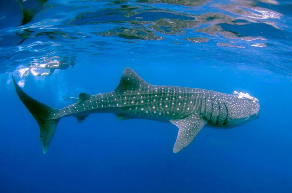 Koh Samui: Dive Trip Experience in Koh Tao - Frequently Asked Questions