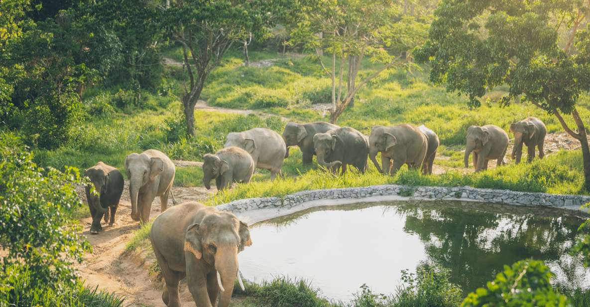 Koh Samui: Elephant Kingdom Sanctuary Half-Day Tour - Observation-Only Sanctuary