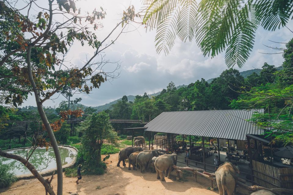 Koh Samui: Elephant Kingdom Sanctuary Half-Day Tour - Elephant History and Behavior