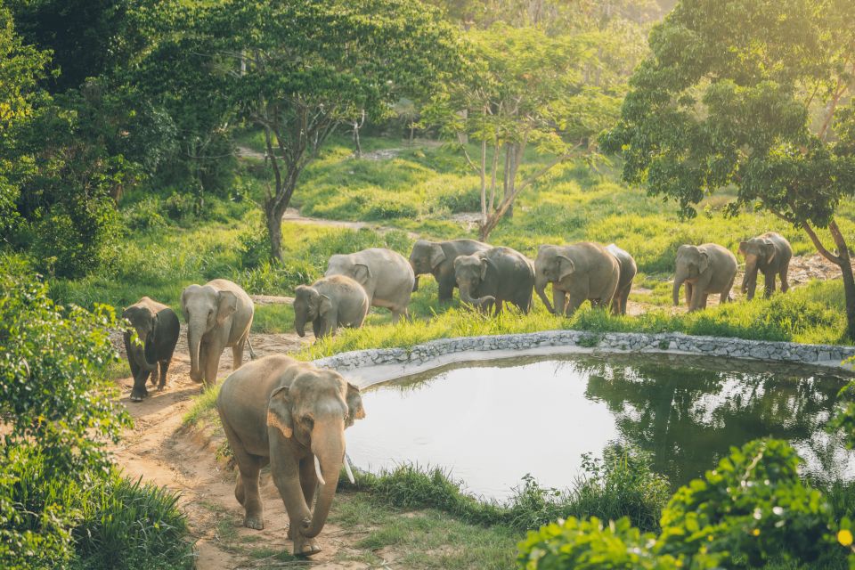 Koh Samui: Elephant Kingdom Sanctuary Half-Day Tour - Feeding the Elephants