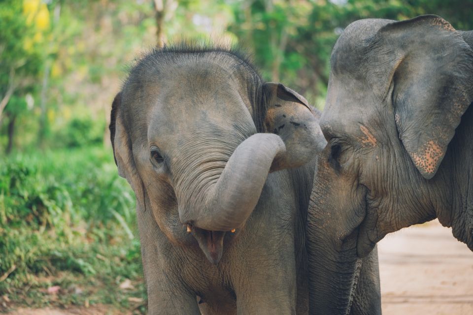 Koh Samui: Elephant Kingdom Sanctuary Half-Day Tour - Premium Buffet Lunch