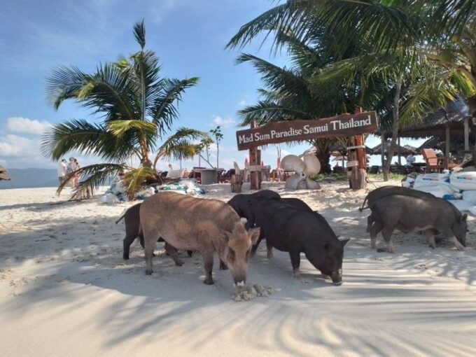 Koh Samui: Island Hopping Adventure in Coral and Pig Island - Nearby Attractions