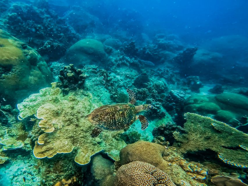 Koh Samui: Koh Tao and Nangyuan Snorkeling Tour With Lunch - Departure and Pickup
