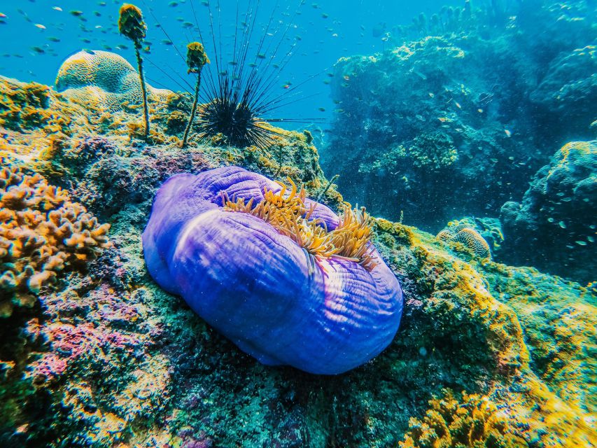 Koh Samui: Koh Tao and Nangyuan Snorkeling Tour With Lunch - Return to Koh Samui
