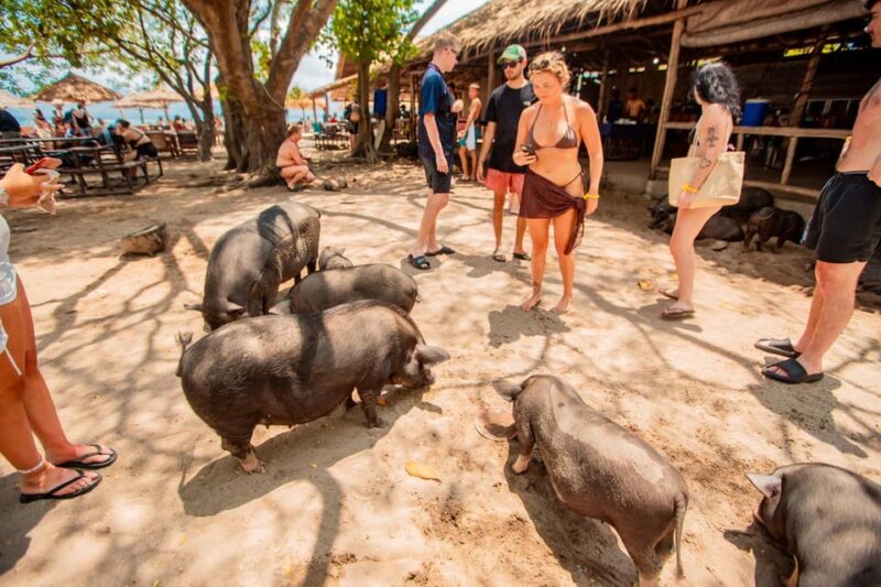 Koh Samui: Pig Island Day Tour by Speedboat - Itinerary and Experience