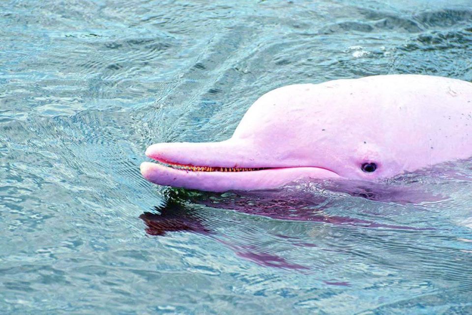 Koh Samui: Pink Dolphin Spotting & Pig Island Speedboat Tour - Itinerary Overview