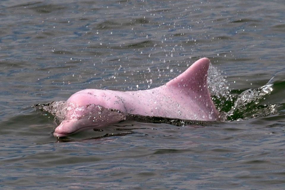 Koh Samui: Pink Dolphin Spotting & Pig Island Speedboat Tour - Snorkeling Tan Island