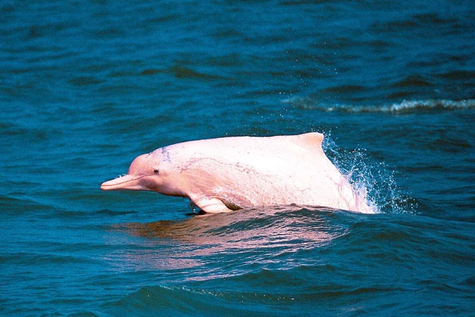 Koh Samui: Pink Dolphin Spotting & Pig Island Speedboat Tour - Visiting Pig Island