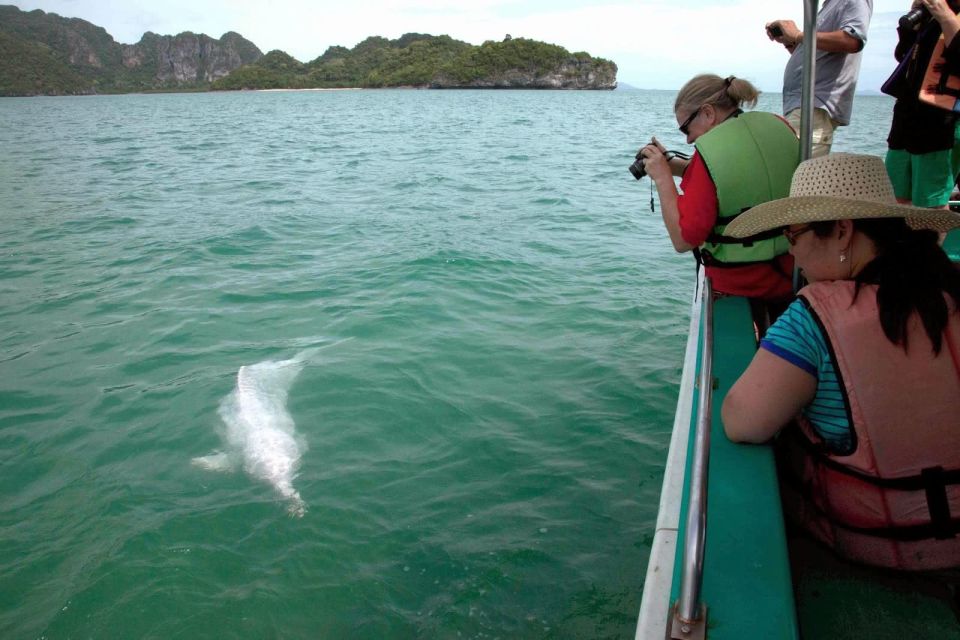 Koh Samui: Pink Dolphin Spotting & Pig Island Speedboat Tour - Seafood Buffet Lunch