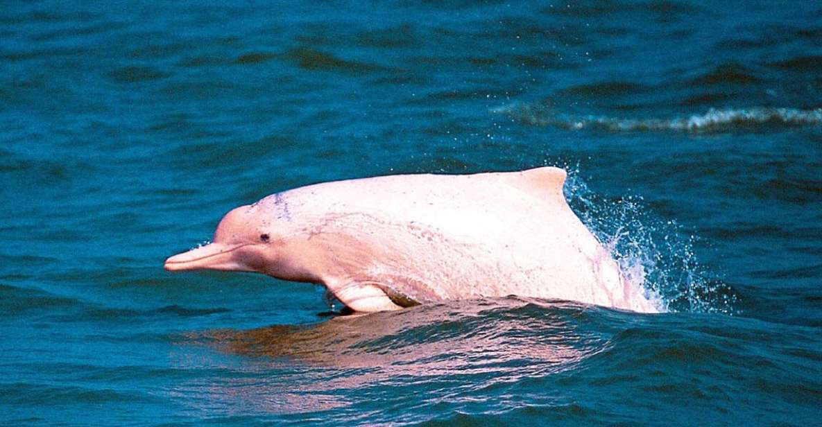Koh Samui: Pink Dolphin Spotting & Pig Island Speedboat Tour - Pricing and Booking Details