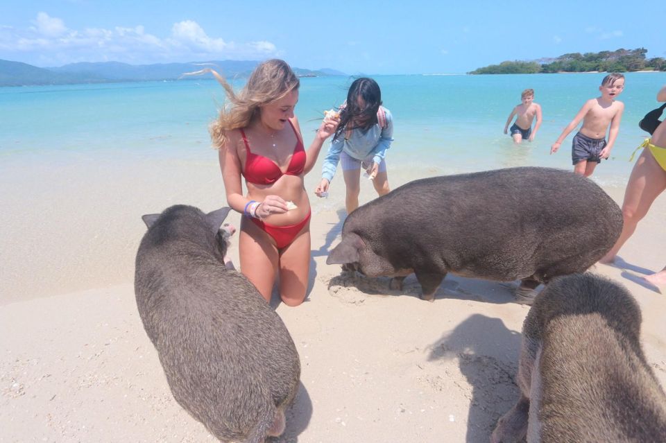 Koh Samui: Pink Dolphin Spotting & Pig Island Speedboat Tour - Duration and Tour Schedule