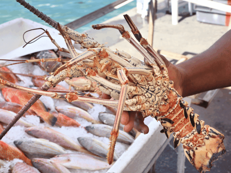 Koh Samui: Private Half-day Taxi Tour in the North - Itinerary Highlights