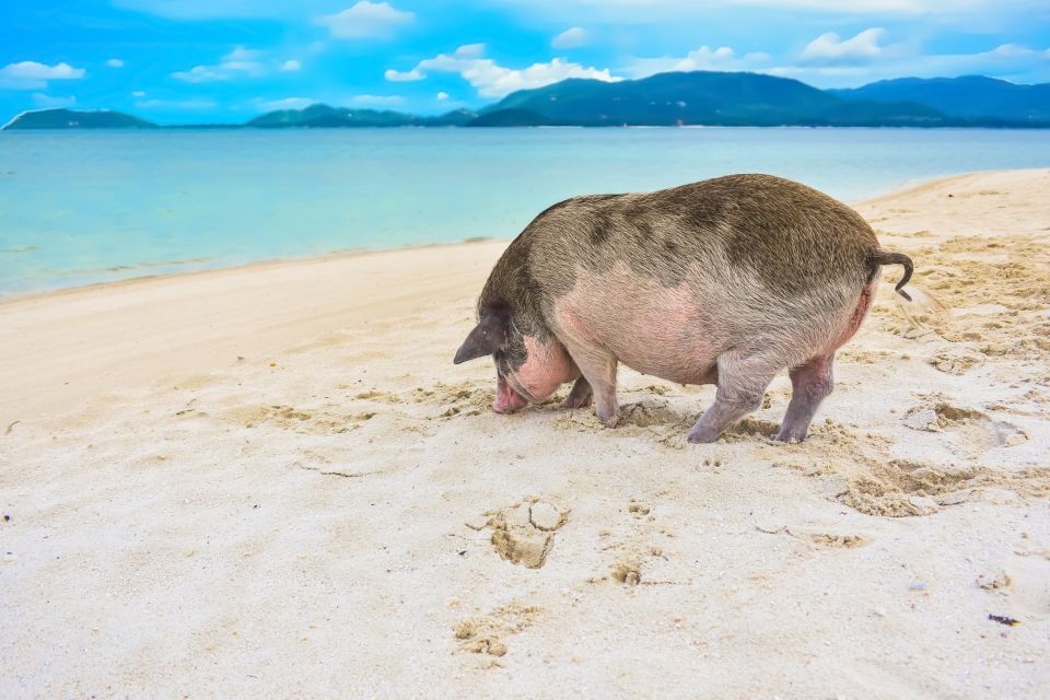 Koh Samui: Private Island Hopping Boat Tour - Tour Highlights and Sustainability