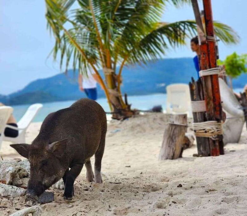 Koh Samui: Private Longtail Boat to Pig Island With Snorkel - Snorkeling Experience