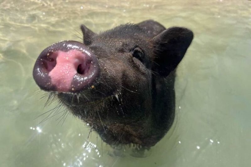 Koh Samui: Private Longtail Boat to Pig Island With Snorkel - Pig Island Highlights