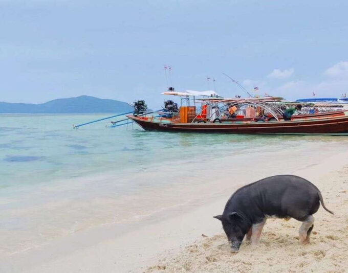 Koh Samui: Private Longtail Boat to Pig Island With Snorkel - How to Book