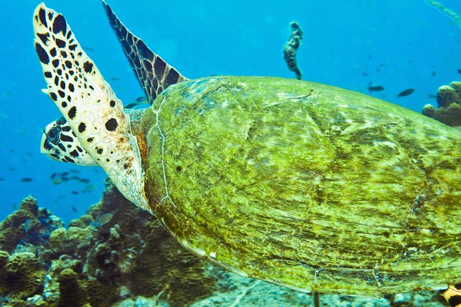 Koh Tao and Koh Nang Yuan Snorkel Tour (Speedboat From Koh Samui) - Koh Nang Yuan Snorkeling