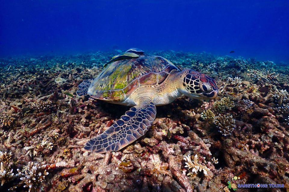 Koh Tao: Islands Snorkeling Highlights Day Tour & Lunch - Included Amenities