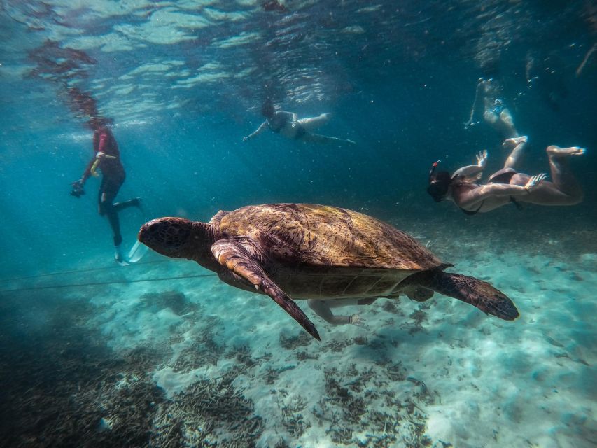 Koh Tao: Koh Nangyuan and the Hidden Bays Trip by the Oxygen - Vibrant Marine Life